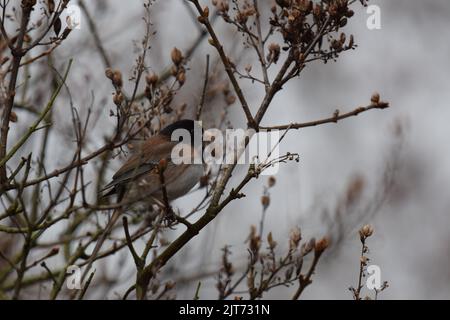 Männliche dunkeläugige junco thronte auf angehenden Hortensien, Beacon Hill, Seattle Stockfoto