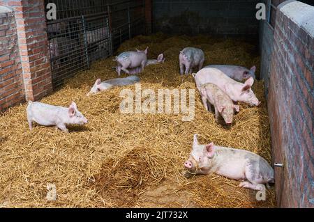 Kleine Schweine unter dem Stroh Stockfoto