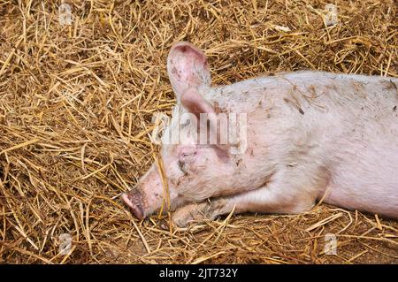 Kleines Schwein schläft im Stroh Stockfoto