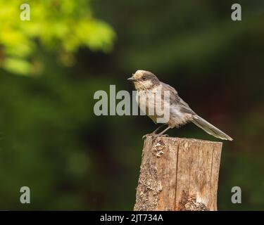 Grey Jay oder Canada Jay in Alaska Stockfoto