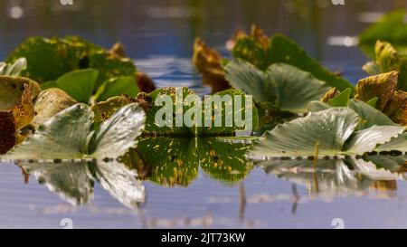 Alaska Pond Lily Pad Blätter Stockfoto