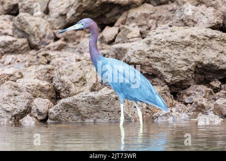 Kleiner Blaureiher (Egretta caerulea) auf Baumstamm, Fluss Rio Tarcoles, Costa Rica Stockfoto