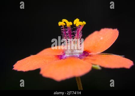 Eine Makroaufnahme eines scharlachroten Pimpernels Stockfoto