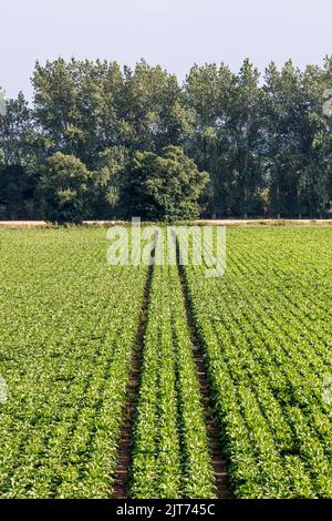 Ein Feld von Zuckerrüben, Beta vulgaris subsp. Vulgaris, das in Norfolk wächst. Stockfoto