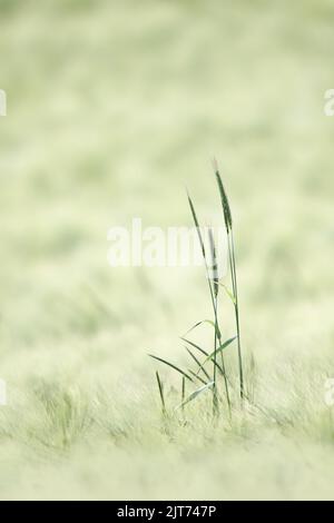 A couple of ears of wheat standing out on a field of wheat, soft, pastel green, vertical, copy space,  large picture Stockfoto