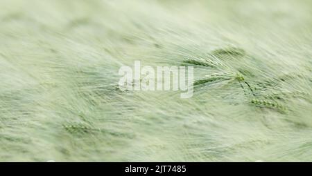 A field of wheat iona windy day, soft green, pastel green, horizontal, large picture Stockfoto