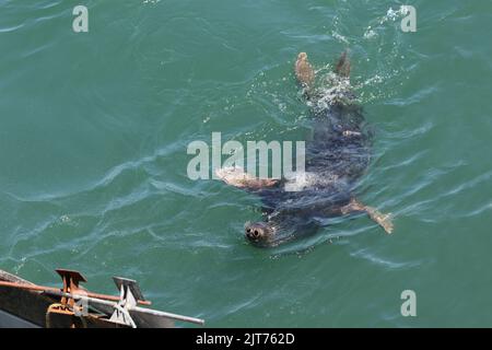 Kegelrobben schwimmen im türkisfarbenen Wasser von Chatham Harbour, Cape Cod, MA. Blick von der Aussichtsplattform des Fishing Pier. Stockfoto