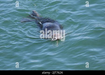 Kegelrobben schwimmen im türkisfarbenen Wasser von Chatham Harbour, Cape Cod, MA. Blick von der Aussichtsplattform des Fishing Pier. Stockfoto