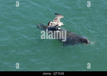 Seagull macht eine Fahrt auf einer Kegelrobbe, die im türkisfarbenen Wasser von Chatham Harbour, Cape Cod, MA, schwimmt. Blick von der Aussichtsplattform des Fishing Pier. Stockfoto