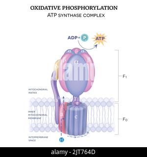 Die ATP-Synthasestruktur (Komplex V) besteht aus zwei Komponenten F0 und F1. Die Bildung von ATP unter Verwendung von Adenosindiphosphat und anorganischem Phosphat. Stock Vektor