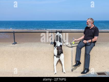 Mann saß auf der Redcar Esplanade mit seinem Husky Hund stand auf der Wand mit Blick auf den Strand und das Meer Stockfoto