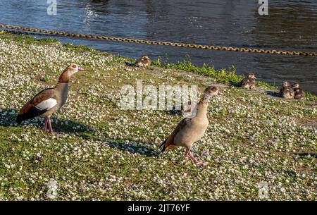 Familie der ägyptischen Gänse (alopochen aegyptiacus) am Rhein bei Rüdesheim Stockfoto