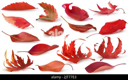 Isolierte rote Herbstblätter. Sammlung von roten und lila Baumblättern liegen auf dem Boden isoliert auf weißem Hintergrund Stockfoto