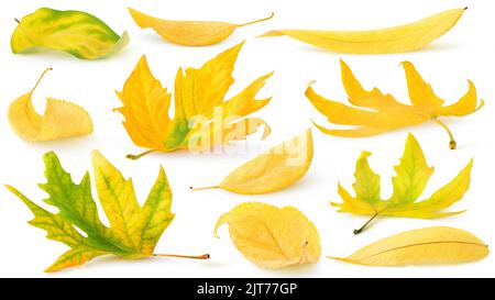 Einzelne Herbstblätter fallen. Sammlung von gelben Baumblättern auf dem Boden isoliert auf weißem Hintergrund Stockfoto