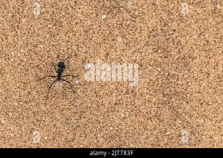 Namibia, große Ameise beim Wandern in der Namib-Wüste, Sandhintergrund Stockfoto