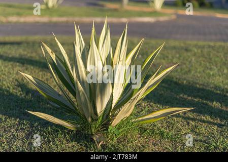 Agave angustifolia Pflanze. Die karibische Piteira – Agave angustifolia ist eine Sukkkolente, die zur Familie der Agavaceae gehört. Landschaftsanlage. Garde Stockfoto