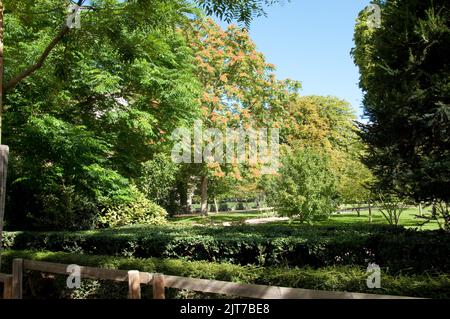 Trees, Luxembourg Gardens, Paris, Frankreich Stockfoto