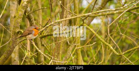 Robin in Hecke Stockfoto