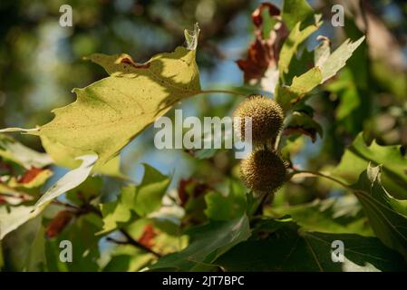 Kastanienigel hängen an ihrem Baum und warten auf ihre Zeit Stockfoto