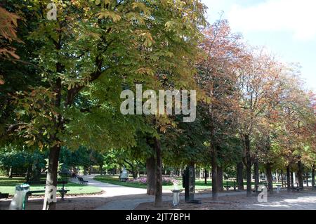 Von Bäumen gesäumter Pathway, Jardin du Luxembourg, Paris, Frankreich Stockfoto