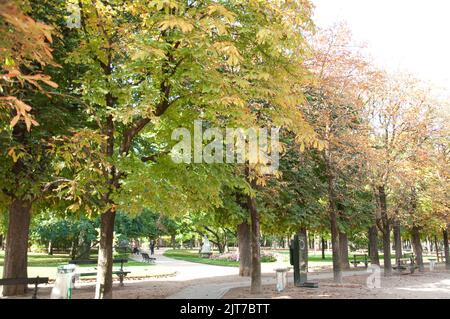 Von Bäumen gesäumter Pathway, Jardin du Luxembourg, Paris, Frankreich Stockfoto