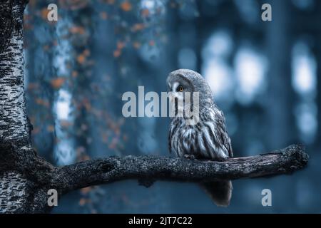 Eine große graue Eule, die in der Dämmerung auf einem Ast sitzt Stockfoto