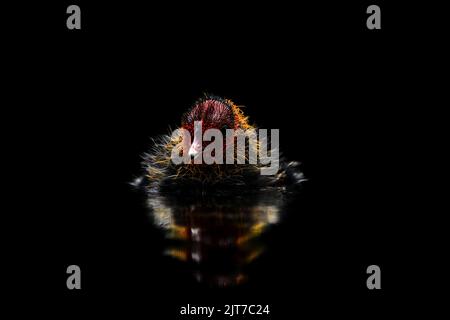 Baby Coot ( Fulica atra ), Wasserspiegelung, isoliert, schwarzer Hintergrund, minimal, Zentriert, niedriger Winkel Stockfoto