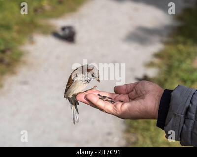 Eine Frau füttert Sperling aus ihrer Handfläche. Ein Vogel sitzt auf der Hand einer Frau und isst Samen. Tierpflege im Herbst oder Winter. Stockfoto