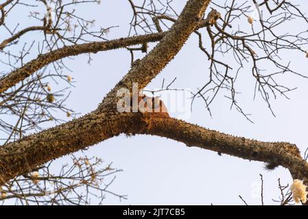 Vogelpaar Furnarius rufus baut ihr Schlammhaus auf dem Baum. Der João-de-barro ist ein Singvögel der Furnariidae-Familie. Stockfoto