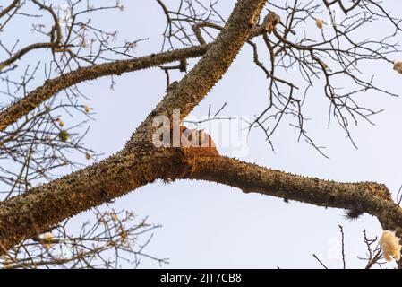 Vogelpaar Furnarius rufus baut ihr Schlammhaus auf dem Baum. Der João-de-barro ist ein Singvögel der Furnariidae-Familie. Stockfoto