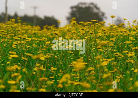 Das Feld von Gerbera blüht im Herbst. Gerbera ist eine Pflanzengattung aus der Familie der Asteraceae (Gänseblümchen). Es wurde zu Ehren des deutschen Botanikers benannt Stockfoto
