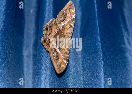 Riesige Motte auf blauem Hintergrund. Motten sind nachtaktive Schmetterlinge, Lepidopteraninsekten aus der heterozeren Abteilung, die Arten von nachtaktiven Arten sammeln Stockfoto