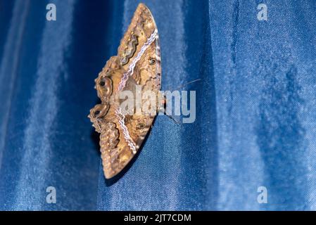 Riesige Motte auf blauem Hintergrund. Motten sind nachtaktive Schmetterlinge, Lepidopteraninsekten aus der heterozeren Abteilung, die Arten von nachtaktiven Arten sammeln Stockfoto