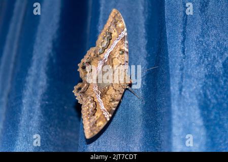 Riesige Motte auf blauem Hintergrund. Motten sind nachtaktive Schmetterlinge, Lepidopteraninsekten aus der heterozeren Abteilung, die Arten von nachtaktiven Arten sammeln Stockfoto