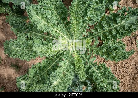 Grünkohl im Garten Stockfoto