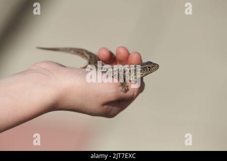 Kind, das eine Eidechse in den Händen hält Stockfoto
