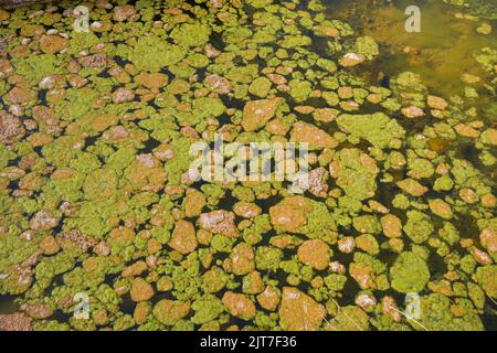 Blühende Grünalgen und Braunalgen auf stagnierender Wasseroberfläche in einem Fluss. Stockfoto