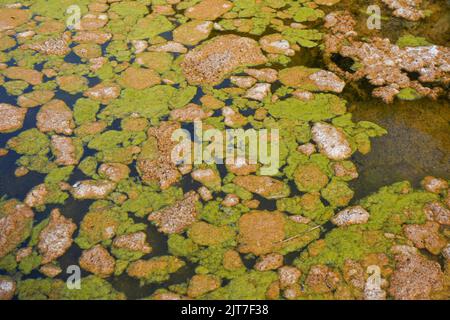 Blühende Grünalgen und Braunalgen auf stagnierender Wasseroberfläche in einem Fluss. Stockfoto