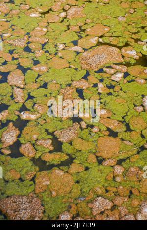 Blühende Grünalgen und Braunalgen auf stagnierender Wasseroberfläche in einem Fluss. Stockfoto