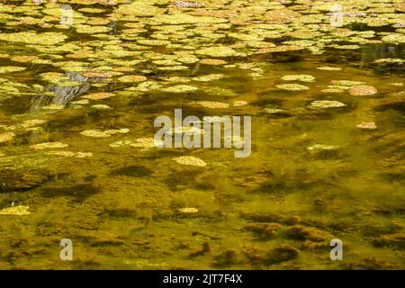 Blühende Grünalgen und Braunalgen auf stagnierender Wasseroberfläche in einem Fluss. Stockfoto