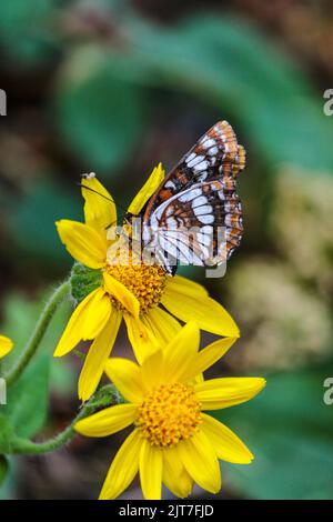 Eine vertikale Aufnahme eines Schmetterlings mit Schachbrettfleck auf einer gelben Blume Stockfoto