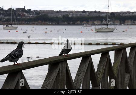 Zwei Tauben auf einem hölzernen Handlauf, Cardiff Bay. Cardiff. Juli 2022 Stockfoto