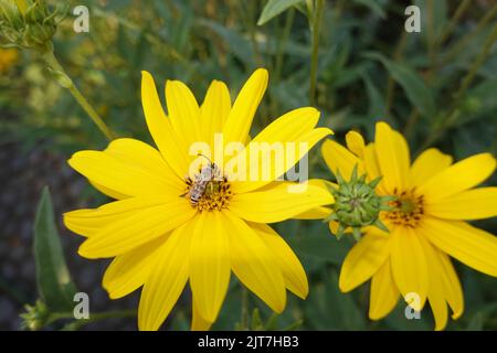 Jährliche Gelbbindige Furchenbiene (Halictus scabiosae) auf der Blüten einer Topinambur (Helianthus tuberosus) Stockfoto