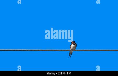 Schwalbe auf einem Drahtseil ( Hirundo Rustica ), Minimalismus, blauer Himmel, negativer Raum, Raum für Text, Drittel-Regel Stockfoto