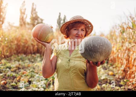 Ältere Gärtnerin pflücken Herbsternte von Kürbissen auf dem Bauernhof. Landwirtschaft. Thanksgiving und Halloween Vorbereitung Stockfoto