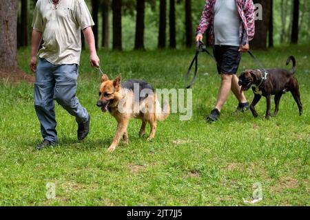 Deutscher Schäferhund und Boxer, ungeschnitten, an der Leine, zu Fuß während des Tages. Hochwertige Fotos Stockfoto