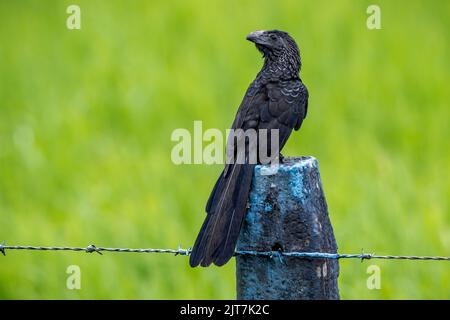 Nahaufnahme von einem Groove-billed Ani (Crotophaga Sulcirostris) in einem offenen Feld Stockfoto