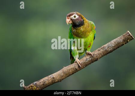 Brauner Papagei (Pyrilia haematotis), der auf einem Zweig im Norden Costa Ricas thront Stockfoto