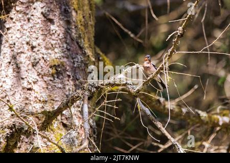 Der Buchfink auf dem Ast des moosigen Baumes im Sonnenlicht Stockfoto