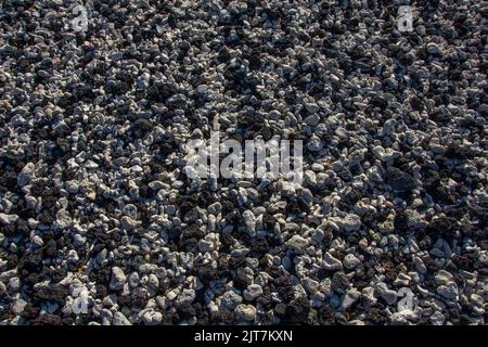 Morgen an einem felsigen Strand im Pazifik Stockfoto